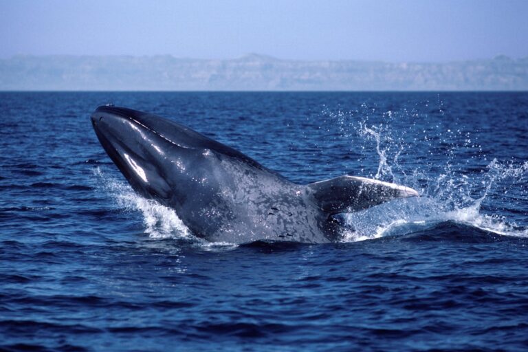 Blue whales have gone silent. Why that has scientists worried about Earth’s biggest animals … and the ocean