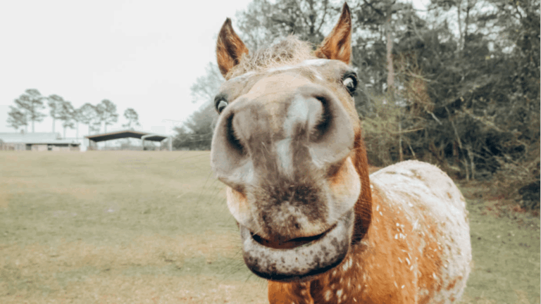 Off and running: Resolution Minerals begins its Horse Heaven hunt for gold-antimony treasures